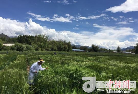 西藏與9家國(guó)家重點(diǎn)實(shí)驗(yàn)室合力促青稞增產(chǎn)、牦牛育肥