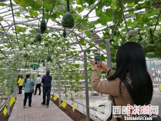 山西省郵政管理局積極推動“一市一品”農(nóng)特產(chǎn)品進(jìn)城項(xiàng)目。 資料圖 楊杰英 攝