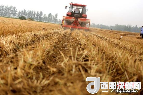 資料圖：收割機進行機械化收割。<a target='_blank'  data-cke-saved- >中新社</a>記者 王中舉 攝