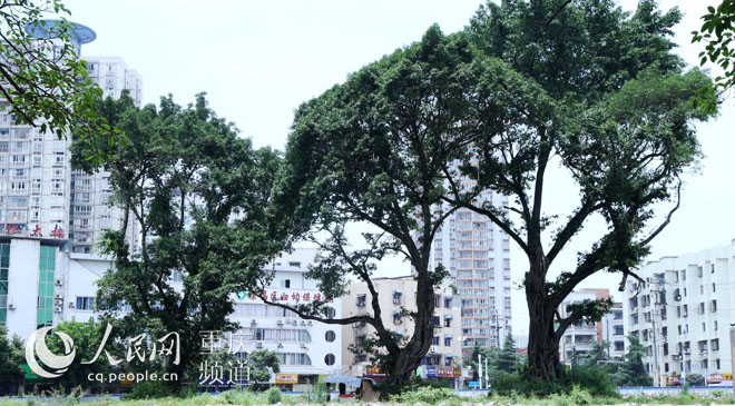 黃桷樹廣場正在建設(shè)中。王嫚 攝