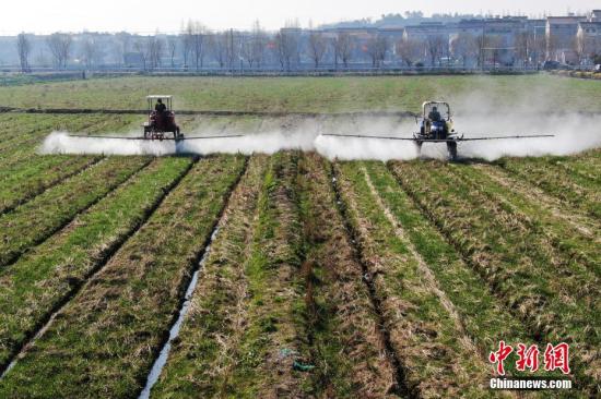 2月20日，南京湖熟街道現(xiàn)代農(nóng)業(yè)示范園區(qū)內(nèi)，工作人員駕駛自走式噴霧機(jī)給小麥噴灑除草劑。泱波 攝