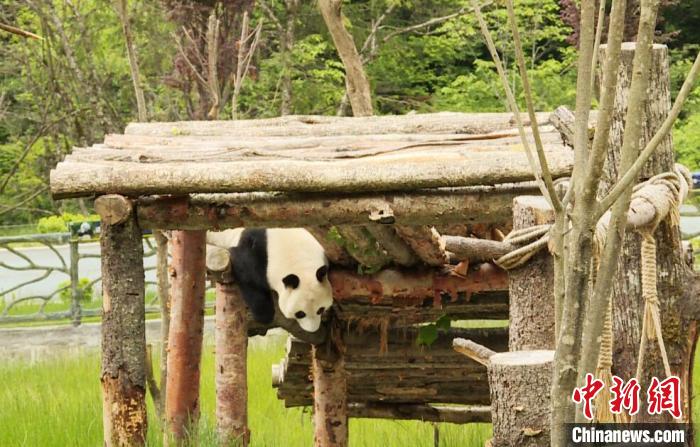 九寨溝熊貓園里的大熊貓?！【耪瘻峡h委宣傳部提供 攝