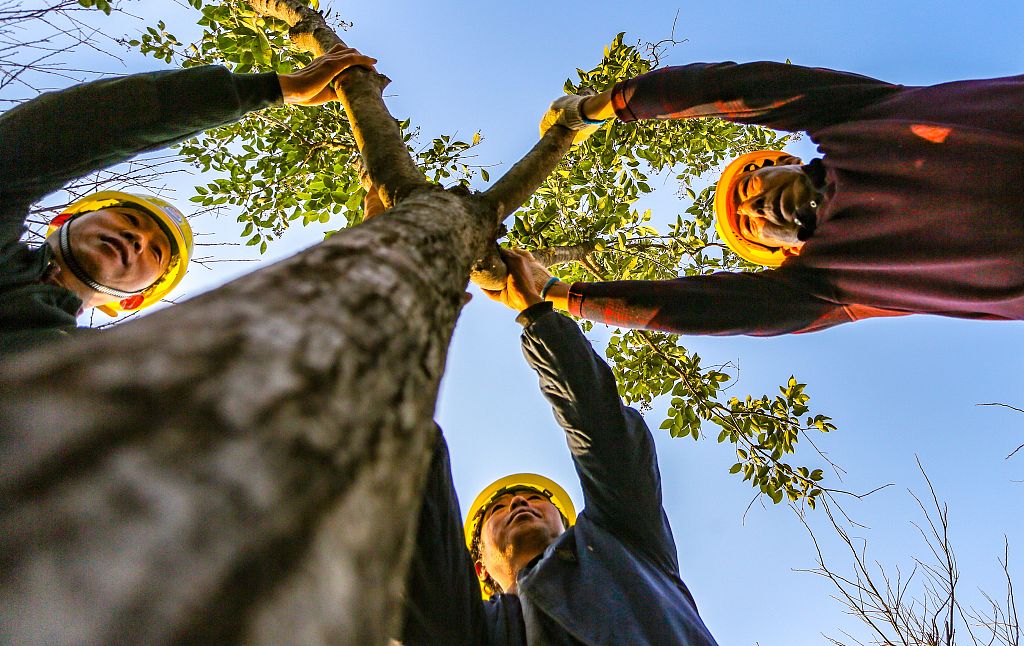 2021年11月26日，河北邯鄲，園林工人正在城東植樹。