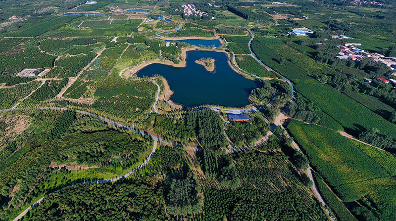 這是2022年9月6日拍攝的雄安新區(qū)千年秀林。